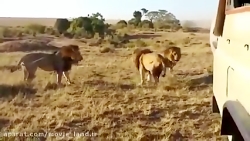 حیات وحش_مجموعه مستند حیات وحش...