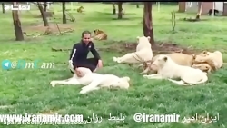 ببری که از حمله پلنگ یه طرف نگ...