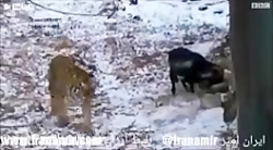 دوستی ببر و گوسفند