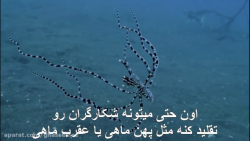 حقه نارگیلی و فرار از مرگ (زیر...