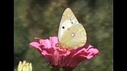 بهار و نوروز با ترانه های شاد...