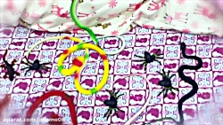 ناستیا استیسی پرنسس خانم و مجم...