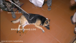 حمله مار کبري به اين سگ مهربون...