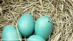 جوجه کشی با تخم های پرندگان
