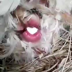 تخم مرغ های مبتلا به کرونا پرچ...