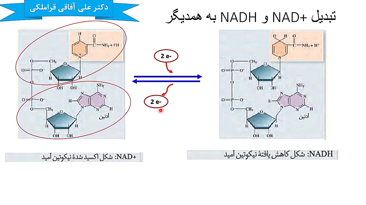 تنفس یاخته ای زوترلینیب