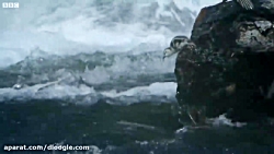 بهترین حیوانات آمریکای جنوبی