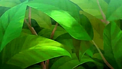 فصل اول انیمیشن کیپو و عصر هیو...