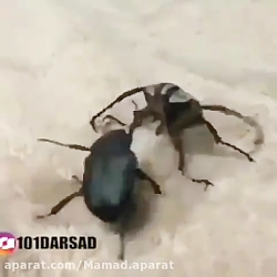 جنگ و جدال بین دو ابرقهرمان