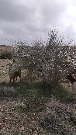 قشقایی هوشنگ طاهری دره شوری با...