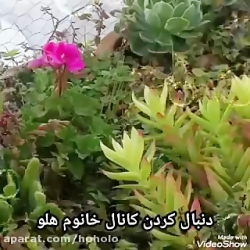 ترانه و شعر آهنگ بیمار رضا بهر...