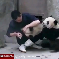 به این پاندا میخوان از طریق بی...