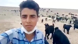 آواز با صفای شبان در میان بزها