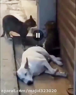 کیلیپ خنده دار 400