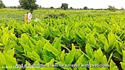 ادویه و گیاه عالی در زردچوبه...