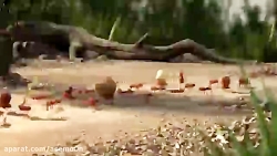 انیمیشن خنده دار کشتن مورچه خو...