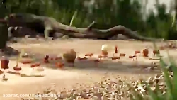 انیمیشن خنده دار کشتن مورچه خو...