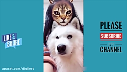 کلیپ خنده دار از واکنش حیوانات...