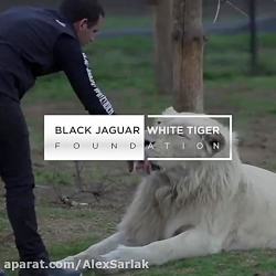 گربه سانان دیدنی شیر ببر پلنگ....