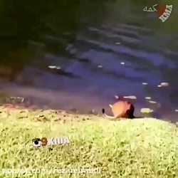 شوخی با حیوانات...بیچاره سکته...