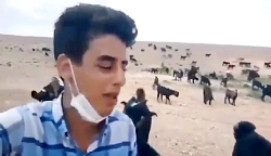 چه چه زدن میان بزها  عجب صفایی...