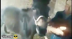 مواد مخدر به حیوون میدن.