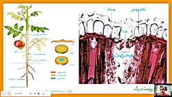 ویدیو تدریس فصل 6 زیست شناسی دهم بخش 3