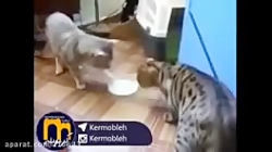 گربه های بانمک ناز