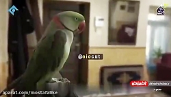 چالش مانکن‌ در پایتخت۶