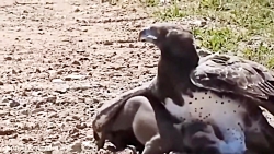 حیات وحش، حمله های تماشایی عقا...