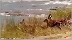 حمله حیوانات - مبارزه حیوانات...