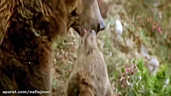 حمله حیوانات - مبارزه حیوانات...