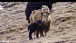 حمله حیوانات - مبارزه حیوانات...