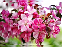 آهنگ خارجی پر طرفدار