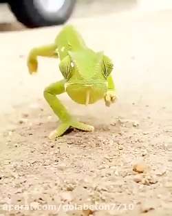 کلیپ خنده دار آفتاب پرست