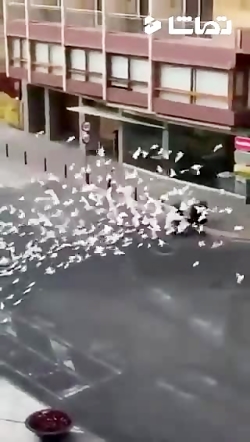 کبوترهای گرسنه در اسپانیا