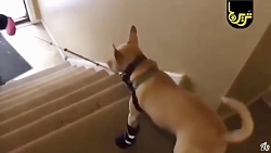 خنده دارترین فیلم های حیوانات