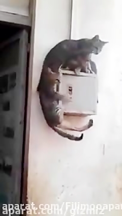 یعنی عاشق این گربه شدم