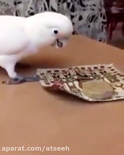 طوطی که نماز خون