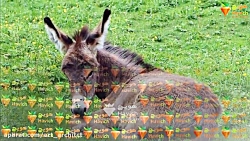 دانستنی&zwnj;های جالب درباره ا...