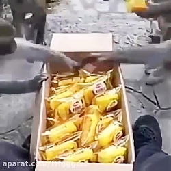 ودئویی خنده دار با دوله