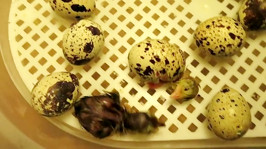 تولد جوجه بلدرچین