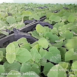 بهترین سایز برای جابجایی نهال...