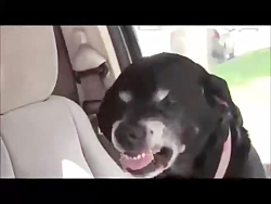 کلیپ شاد و خنده دار (15)