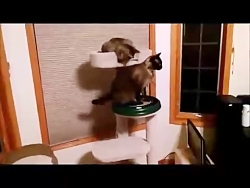 کلیپ شاد و خنده دار (24)