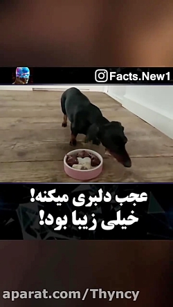 عجب دلبری میکنه خیلی زیباست