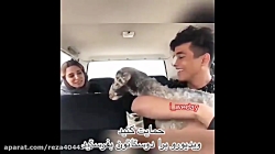 اسنپ دوربین مخفی گوسفند اورده...