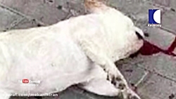 حیوانات خانگی مبتلا به کرونا د...