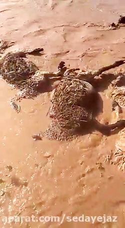 سیل در رودبارجنوب کرمان