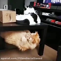 آخه اون کسی که میگه ۱۴ روز تو...